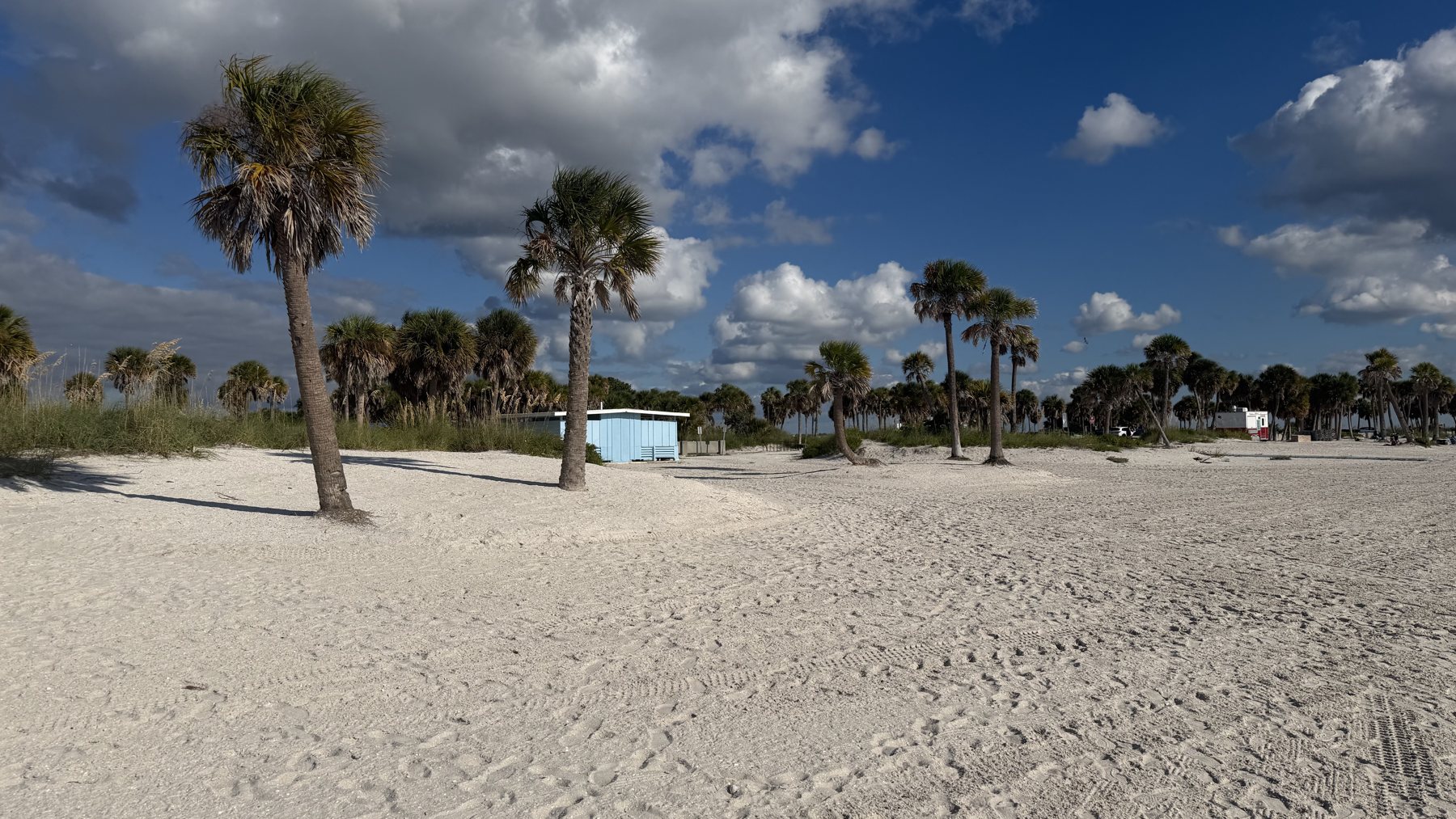 Palm trees across the sandy beach in Tarpon Springs
